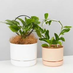 Plants In A Box The Circle-O Plant Stake Climbing Plants