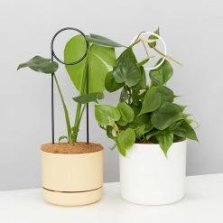 Plants In A Box Plant Stakes & Stands Halo Plant Stake