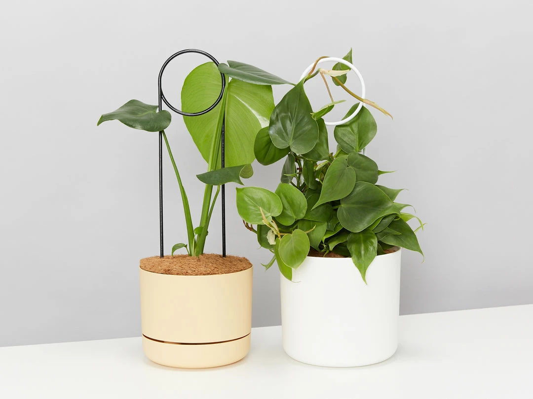 Plants In A Box Plant Stakes & Stands Halo Plant Stake 4 Plants In A Box Plant Stakes & Stands Halo Plant Stake