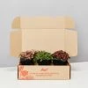 Indoor Garden Plant Packs Assorted Box Of Nerve Plants - Fittonia 85mm