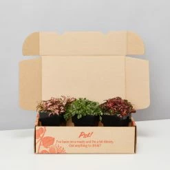 Indoor Garden Plant Packs Assorted Box Of Nerve Plants - Fittonia 85mm