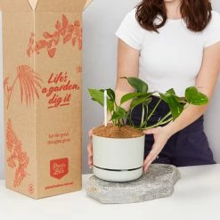 Pot + Plant Gift Box The Beginners Gift Box 🎁 Easy Care Plants