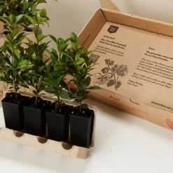 Hedge Syzygium Resilience Lilly Pilly Hedging Pack Hedging Plants