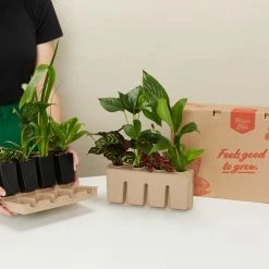 Indoor Garden Easy Care Plants 6 Bundle Box 📦 - Includes Plants, Pots & Soil