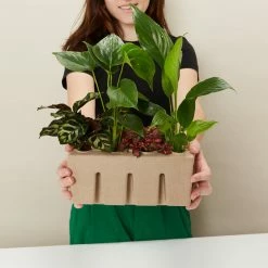 Indoor Garden Easy Care Plants Assorted Pack Of Houseplants 🍃 *Pick Your Own