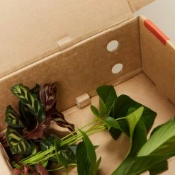 Indoor Garden Plant Packs A Giftbox Of Houseplants🍃 - Includes Gift Wrapping