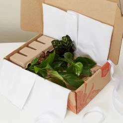 Indoor Garden Plant Packs A Giftbox Of Houseplants🍃 - Includes Gift Wrapping