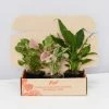 Indoor Garden Assorted Indoor Plants Pack - Larger Plants