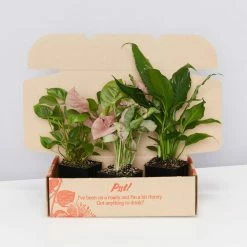 Indoor Garden Assorted Indoor Plants Pack - Larger Plants