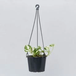 Pot + Plant Gift Box Pothos Snow Queen - Pot + Plant + Soil Easy Care Plants