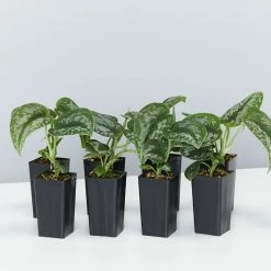 Indoor Garden Satin Pothos Scindapsus Pictus Exotica Easy Care Plants