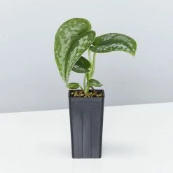 Indoor Garden Satin Pothos Scindapsus Pictus Exotica Easy Care Plants