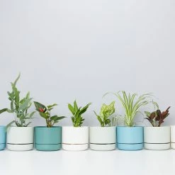 Indoor Garden Mr Kitly 8 Houseplants & 8 Pots