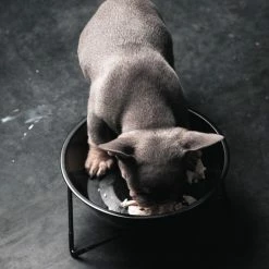 Bendo Best Selling Gifts The WOOF Dog Bowl - MIX 'N MATCH