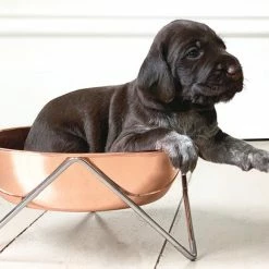 Bendo Best Selling Gifts The WOOF Dog Bowl - MIX 'N MATCH