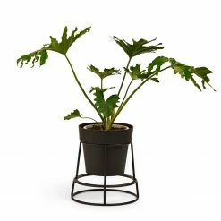 Bendo Plant Stakes & Stands 'POTPLANT' Indoor Plant Stand & Medium Pot Bundle