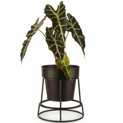 Bendo Plant Stakes & Stands 'POTPLANT' Indoor Plant Stand & Medium Pot Bundle