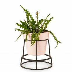 Bendo Plant Stakes & Stands 'POTPLANT' Indoor Plant Stand & Medium Pot Bundle
