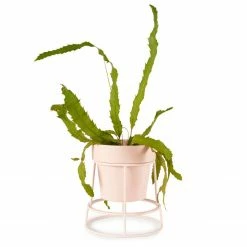 Bendo Plant Stakes & Stands 'POTPLANT' Indoor Plant Stand & Medium Pot Bundle