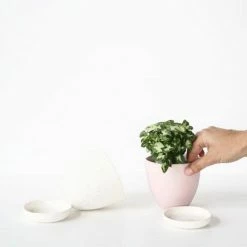 Indoor Garden Syngonium Pixie Mini Syngoniums