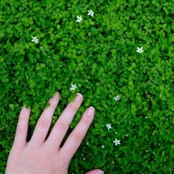 Shrubs Pratia Pedunculata