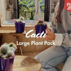 Full Sun Large Assorted Cacti Pack