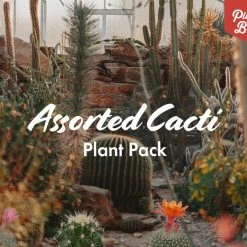 Assorted Cacti Box 🌵 Plant Packs 27 Assorted Cacti Box 🌵 Plant Packs