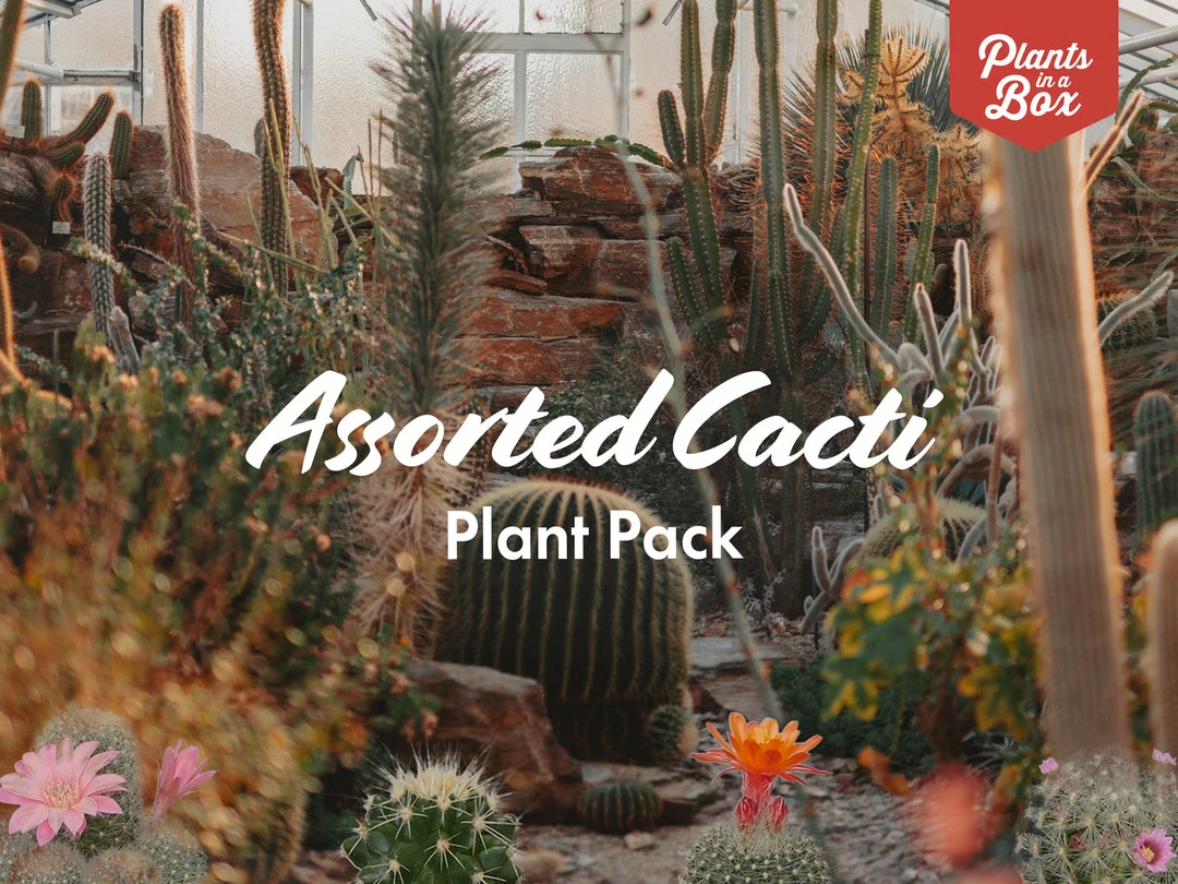 Assorted Cacti Box 🌵 Plant Packs 15 Assorted Cacti Box 🌵 Plant Packs