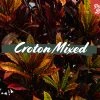 Shrubs Croton Mixed