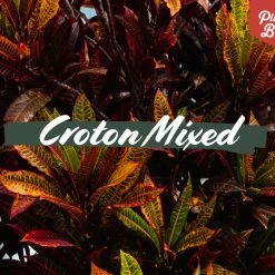 Shrubs Croton Mixed