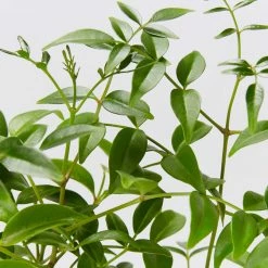 Shrubs Pandorea Jasminoides Lady Di