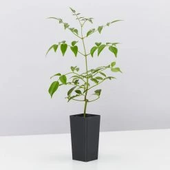 Shrubs Pandorea Jasminoides Lady Di