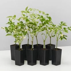 Shrubs Pandorea Jasminoides Variegata Ground Covers