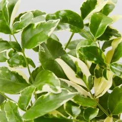 Shrubs Pandorea Jasminoides Variegata Ground Covers