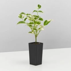 Shrubs Pandorea Jasminoides Variegata Ground Covers