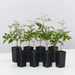 Shrubs Pandorea Pandorana Ruby Belle Ground Covers