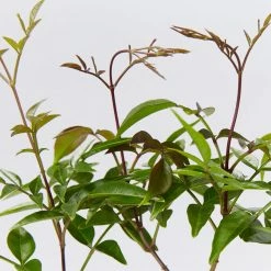 Shrubs Pandorea Pandorana Ruby Belle Ground Covers