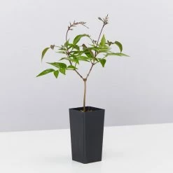 Shrubs Assorted Pack Of Outdoor Climbing Plants