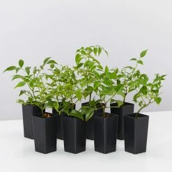 Shrubs Pandorea Jasminoides Pink Magic