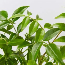 Shrubs Pandorea Jasminoides Pink Magic