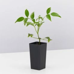 Shrubs Birds And Bees 🐝 Australian Native Plant Pack