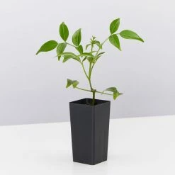 Shrubs Pandorea Jasminoides Full Sun