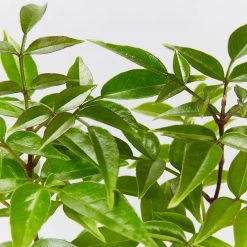 Shrubs Pandorea Pandorana Snowbells Border Plants