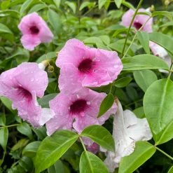 Shrubs Pandorea Jasminoides Pink Magic