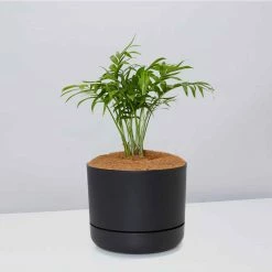 Pot + Plant Gift Box Parlor Palm + Pot + Plant + Soil Full Sun