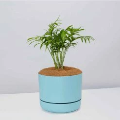 Pot + Plant Gift Box Parlor Palm + Pot + Plant + Soil Full Sun