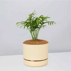 Pot + Plant Gift Box Parlor Palm + Pot + Plant + Soil Full Sun