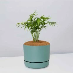 Pot + Plant Gift Box Parlor Palm + Pot + Plant + Soil Full Sun