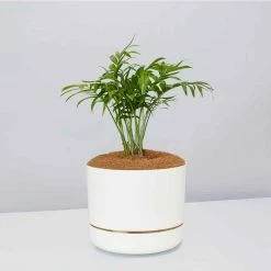 Pot + Plant Gift Box Parlor Palm + Pot + Plant + Soil Full Sun
