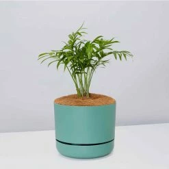 Pot + Plant Gift Box Parlor Palm + Pot + Plant + Soil Full Sun